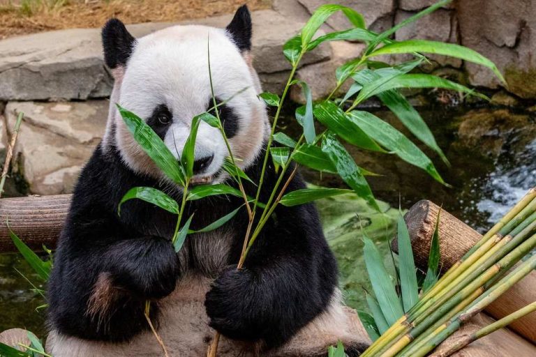 10 亞州著名的熊貓公園，專爲鐵桿粉絲而設