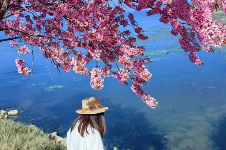 12 種在中國美麗的櫻花及賞花推薦地點