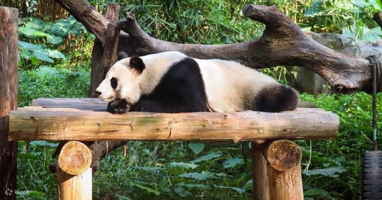 去中國成都大熊貓公園的經驗