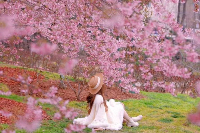 5 個最美的深圳櫻花觀賞公園，盡享虛擬生活